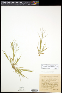 Panicum tuckermanii image