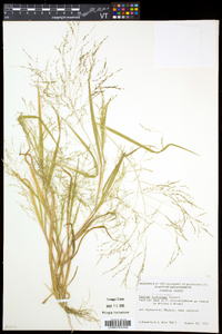 Panicum tuckermanii image