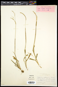 Paspalum setaceum var. muhlenbergii image