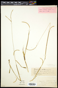 Paspalum setaceum var. muhlenbergii image