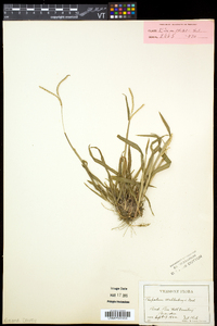 Paspalum setaceum var. muhlenbergii image