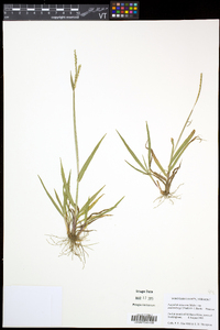 Paspalum setaceum var. muhlenbergii image