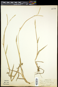 Paspalum setaceum var. psammophilum image