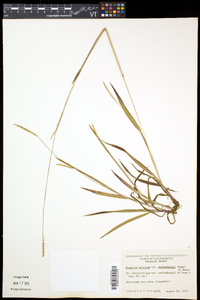 Paspalum setaceum var. muhlenbergii image