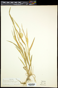 Phalaris canariensis image