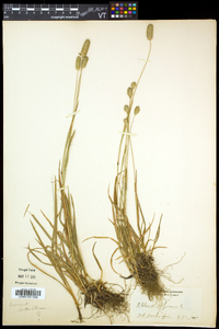 Phleum alpinum image