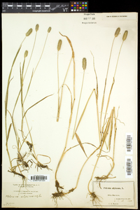 Phleum alpinum image