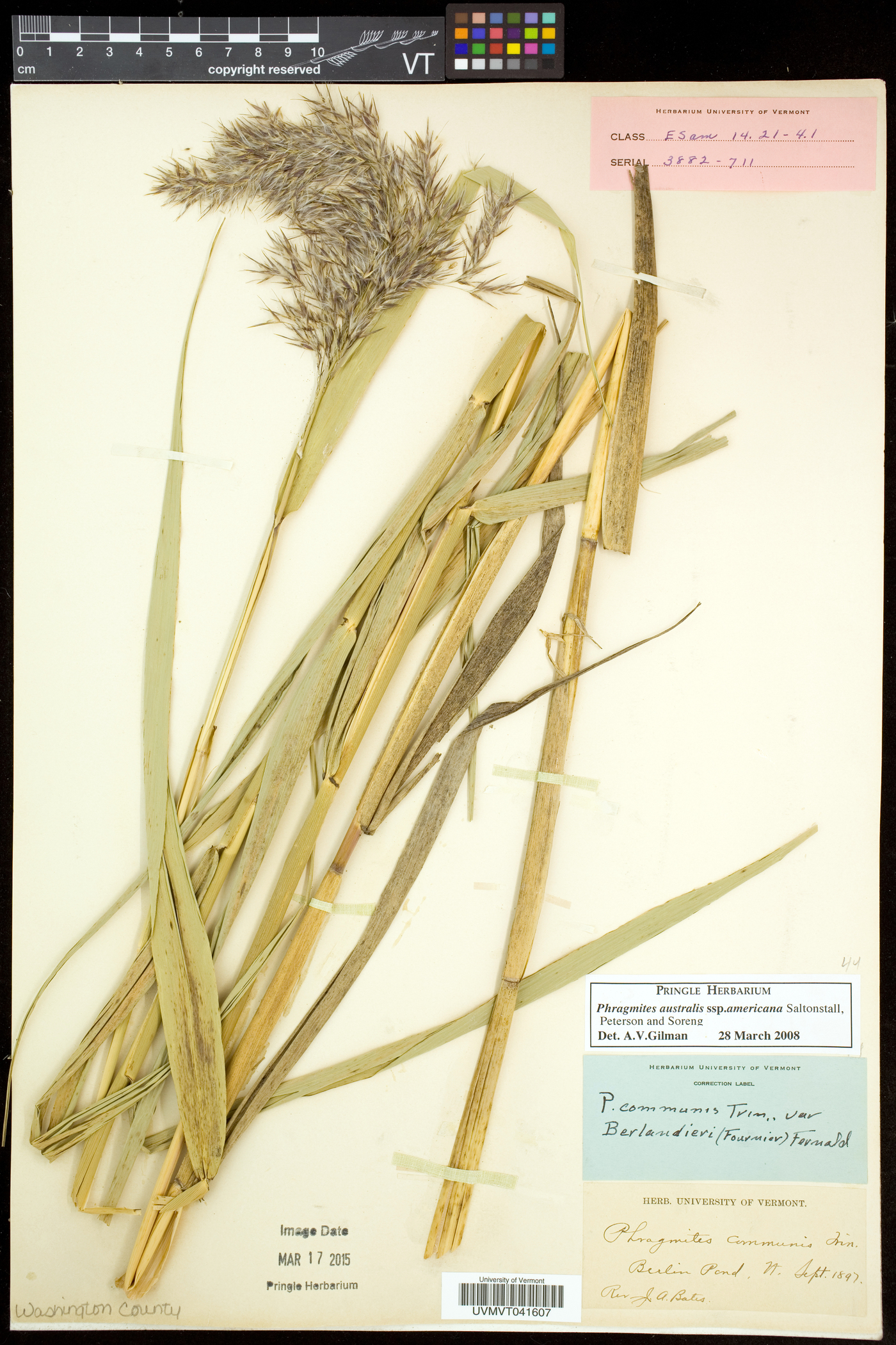 Phragmites americanus image
