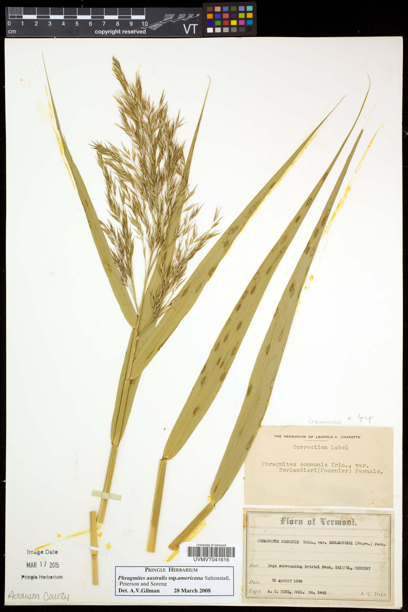 Phragmites americanus image