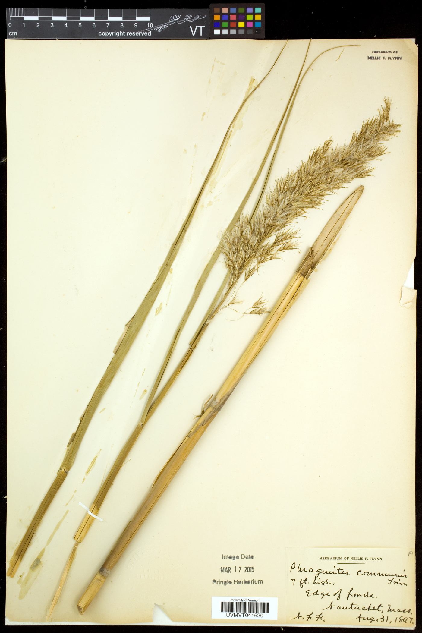 Phragmites australis var. australis image