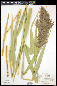 Phragmites australis image