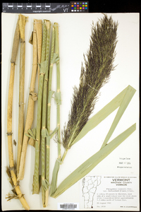 Phragmites australis image