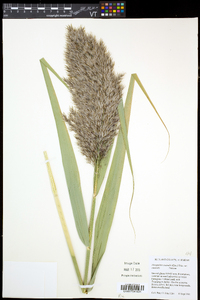 Phragmites australis image