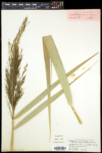 Phragmites australis image