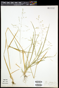 Poa alsodes image