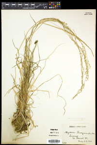 Poa alsodes image