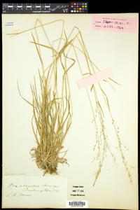 Poa alsodes image