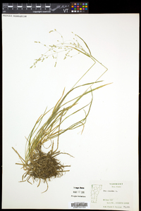 Poa alsodes image