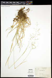 Poa alsodes image