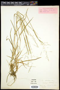 Poa alsodes image