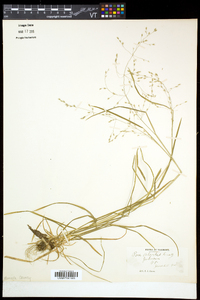 Poa alsodes image