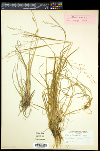 Poa alsodes image