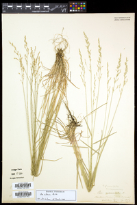 Poa nemoralis image