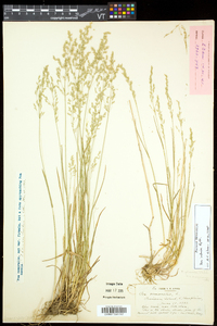 Poa nemoralis subsp. interior image