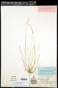 Poa nemoralis image