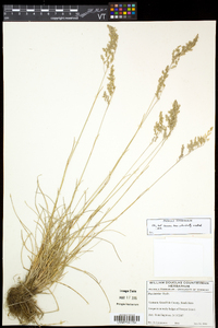 Poa nemoralis image