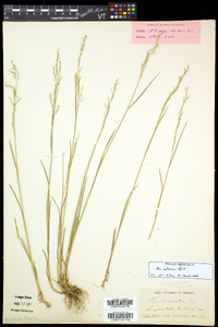 Poa nemoralis image