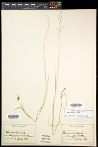 Poa nemoralis image