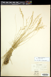 Poa nemoralis image