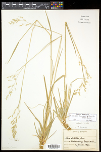 Poa saltuensis image