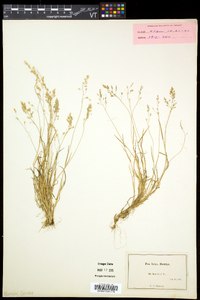 Poa laxa subsp. fernaldiana image