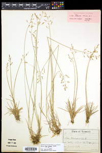 Poa glauca image