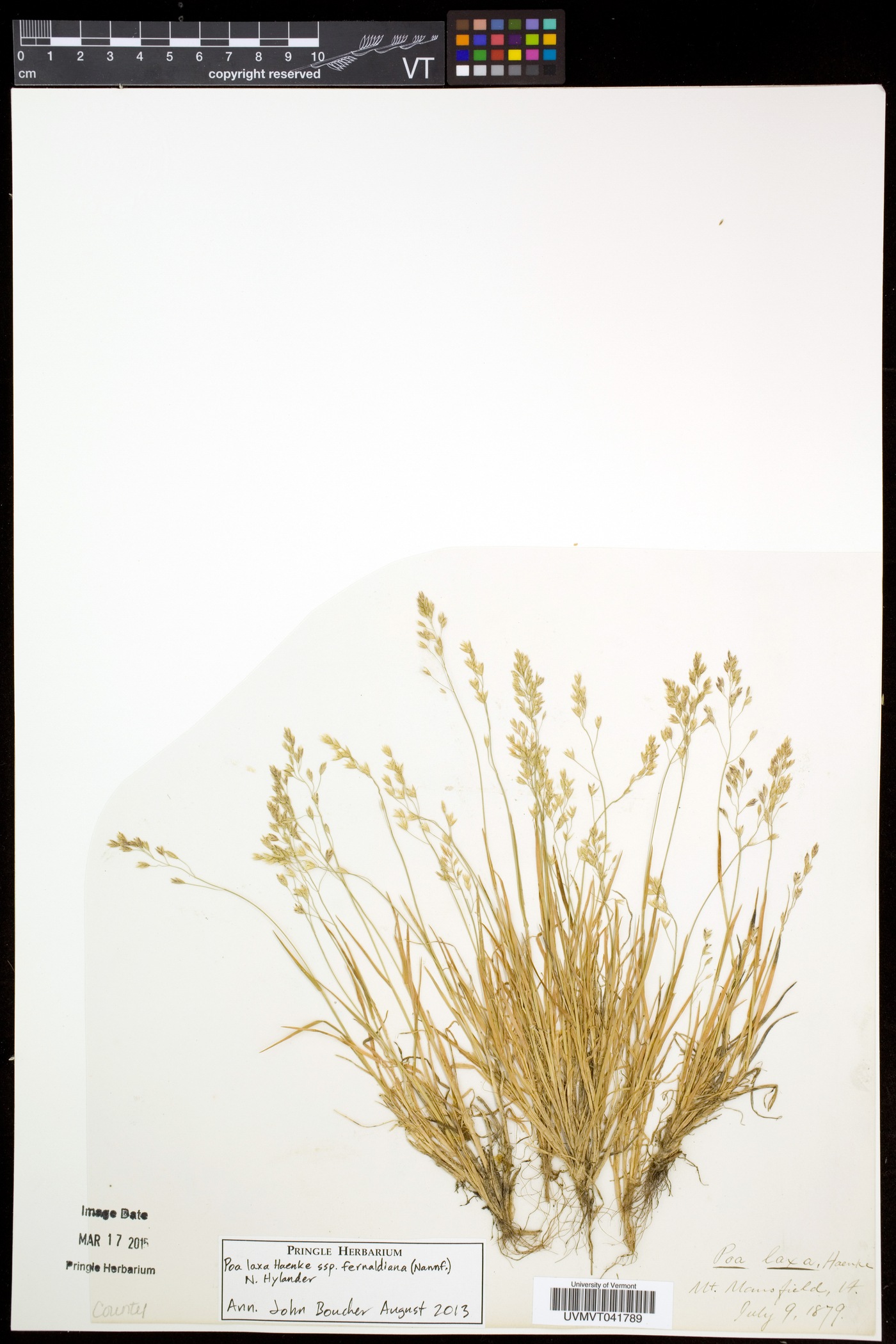 Poa laxa image