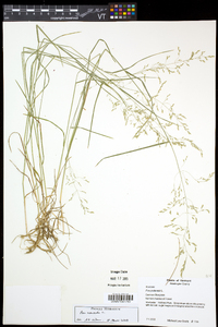 Poa nemoralis image