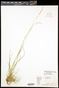 Poa saltuensis image