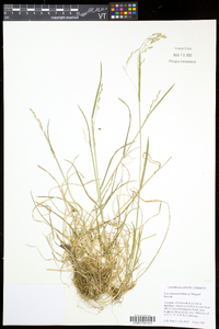 Poa saltuensis image