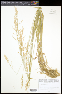 Poa trivialis subsp. trivialis image