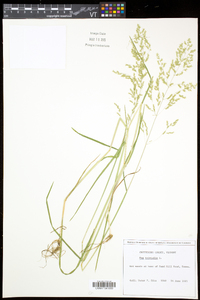 Poa trivialis subsp. trivialis image