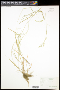 Poa trivialis image