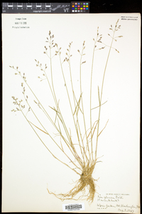 Poa glauca subsp. glauca image