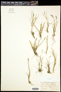 Poa laxa subsp. fernaldiana image