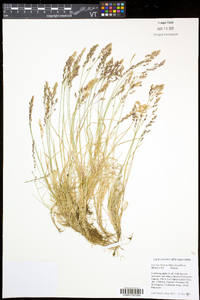 Poa laxa subsp. fernaldiana image