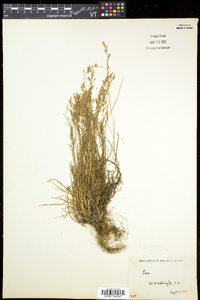 Poa laxa subsp. fernaldiana image