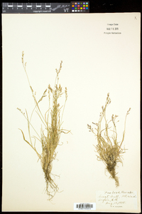 Poa laxa subsp. fernaldiana image