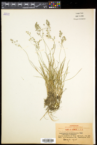 Poa laxa subsp. fernaldiana image
