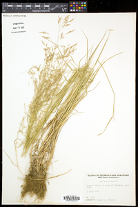 Poa nemoralis image